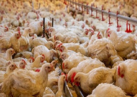 تحول در صنعت طیور با سرمایه‌گذاری بخش خصوصی