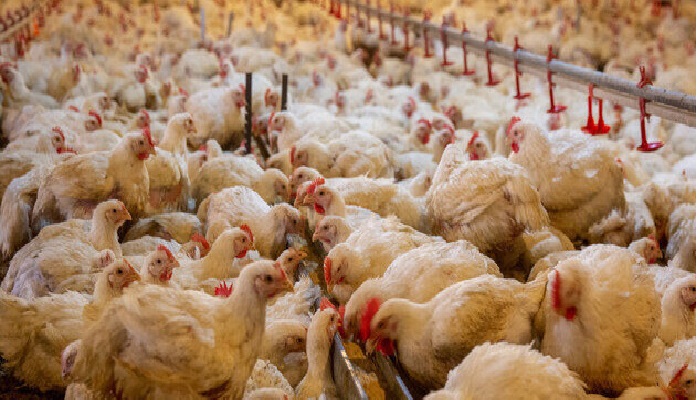 تحول در صنعت طیور با سرمایه‌گذاری بخش خصوصی