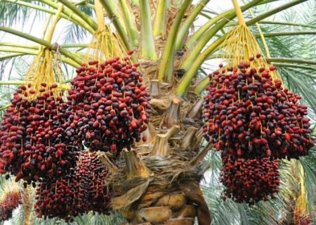 خرمای سراوان ؛ از تنوع ژنتیکی تا اقتصاد پایدار