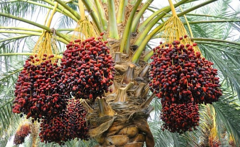 خرمای سراوان ؛ از تنوع ژنتیکی تا اقتصاد پایدار