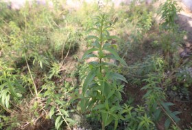 سیستان مستعد کشت گیاه دارویی بهلیمو