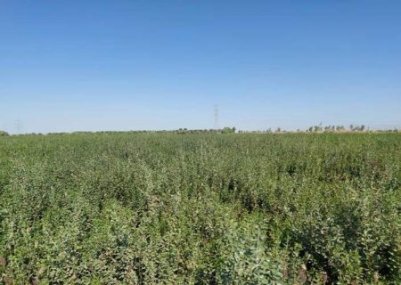 کشاورزی دلگان الگوی توسعه متوازن