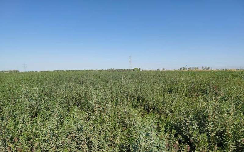 کشاورزی دلگان الگوی توسعه متوازن