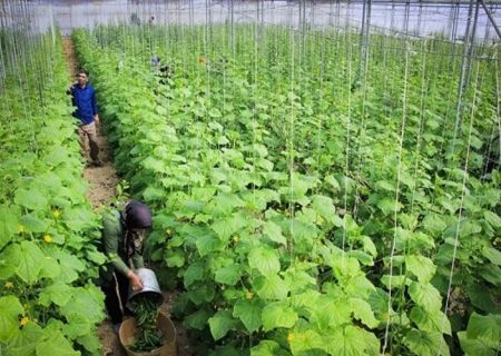 سیستان‌وبلوچستان چهارمین قطب گلخانه‌ای کشور شد
