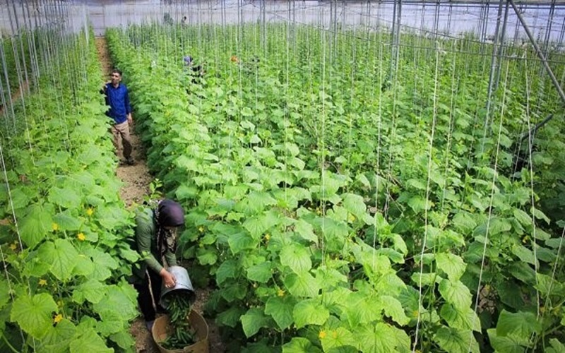 سیستانوبلوچستان چهارمین قطب گلخانهای کشور شد