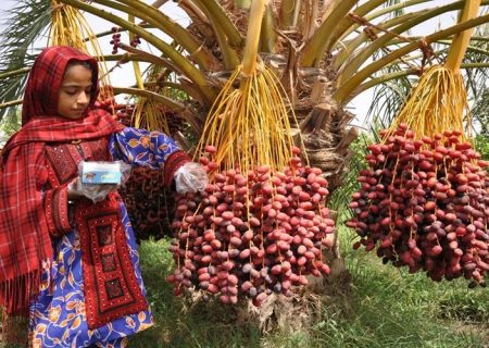 حمایت همه‌جانبه جهادکشاورزی از نخل‌کاران منطقه