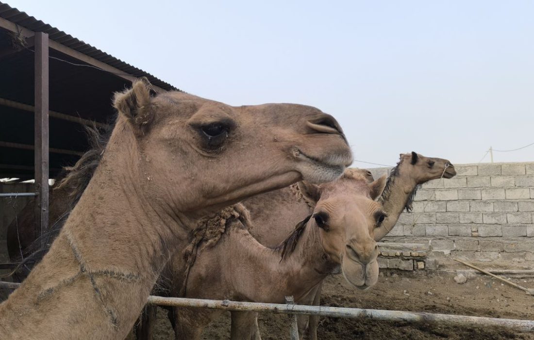 رویش توسعه پایدار از لبان تشنه زهک