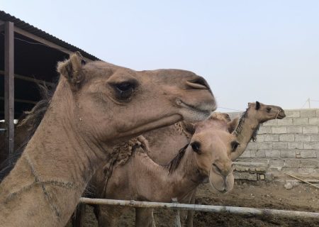 رویش توسعه پایدار از لبان تشنه زهک