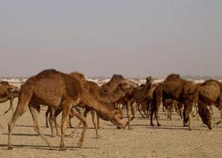 خروج شترها؛ نفس تازه‌ای برای تالاب هامون