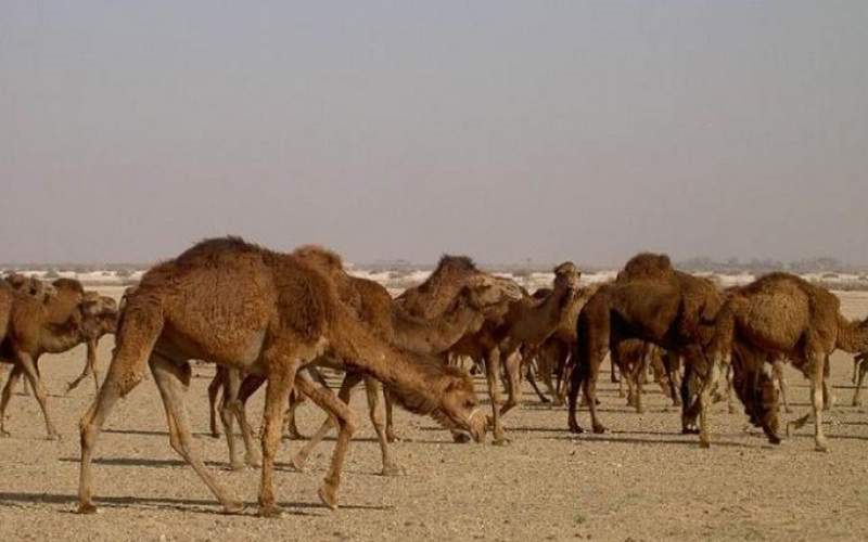 خروج شترها؛ نفس تازهای برای تالاب هامون