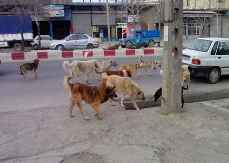 وقتی خیابان‌ها خانه سگ‌های ولگرد می‌شود