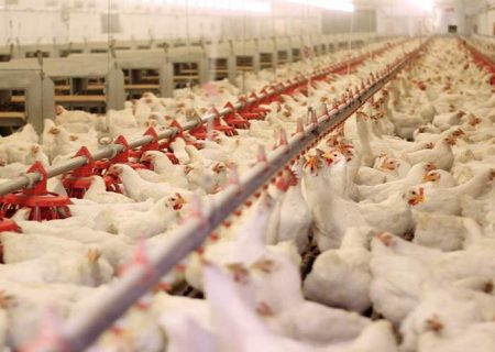 سیستان‌وبلوچستان در تولید مرغ خودکفا شد