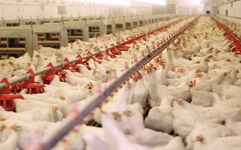 سیستانوبلوچستان در تولید مرغ خودکفا شد