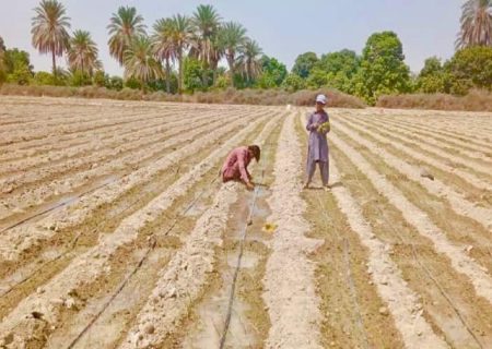 تولید ۵۸ هزار تن پیاز در جنوب شرق کشور