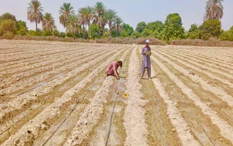 تولید ۵۸ هزار تن پیاز در جنوب شرق کشور