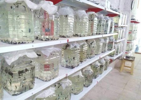 پرورش زالو راهی نو برای اشتغال در سیستان