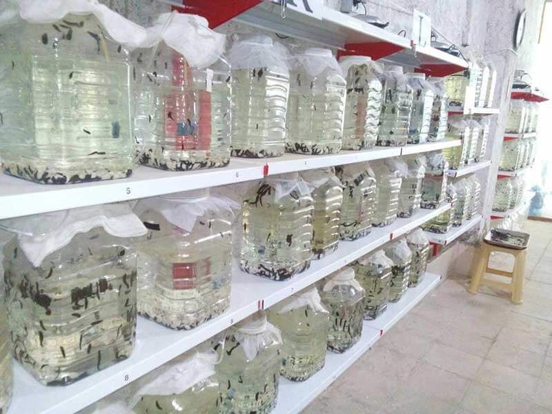 پرورش زالو راهی نو برای اشتغال در سیستان