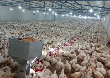 صنعت مرغ موتور محرک اقتصاد محلی در نیمروز