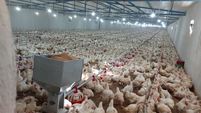 صنعت مرغ موتور محرک اقتصاد محلی در نیمروز