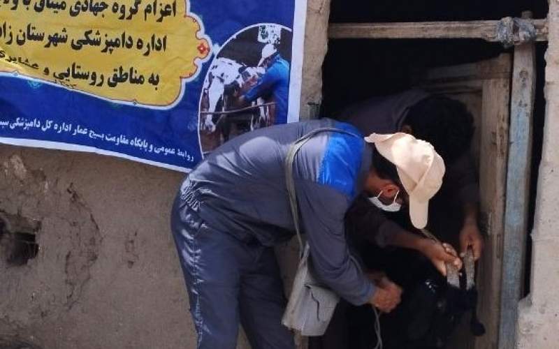 آغاز مرحله اول واکسیناسیون تب برفکی در زابل