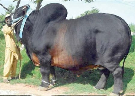 گاو سیستانی میراث ژنتیکی شرق ایران