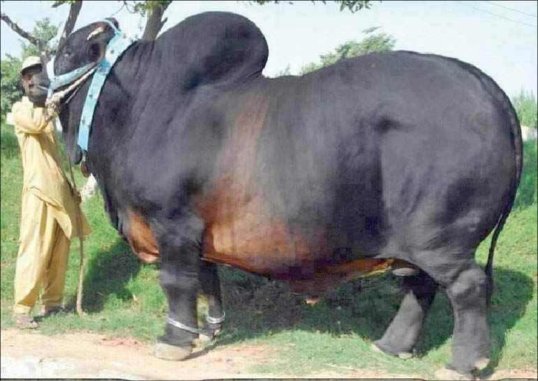 گاو سیستانی میراث ژنتیکی شرق ایران