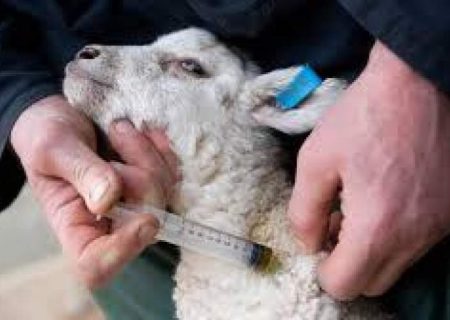 واکسیناسیون رایگان دام‌های سبک‌وسنگین در زابل