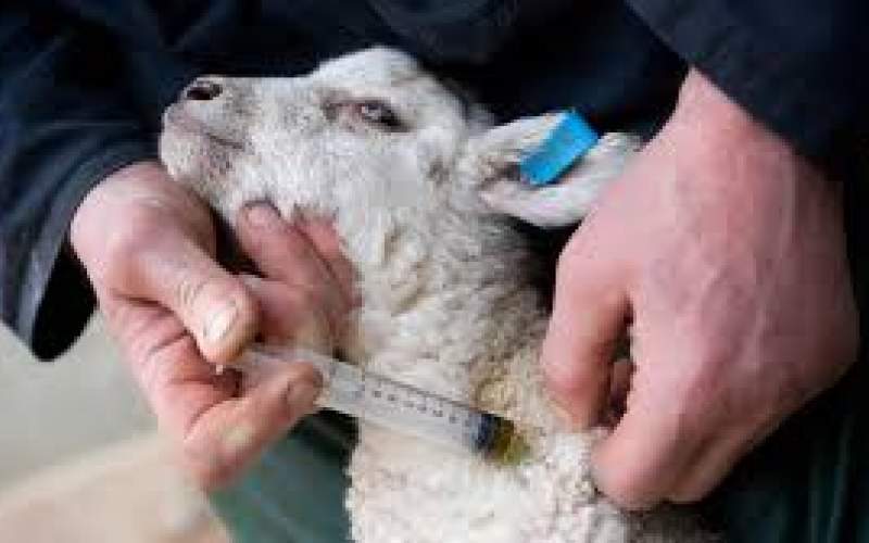 واکسیناسیون رایگان دام‌های سبک‌وسنگین در زابل