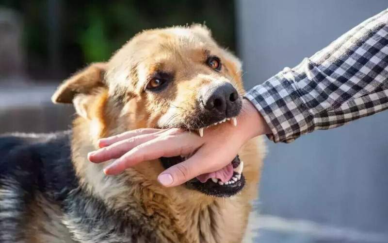 هاری بیماری مرگبار اما کاملاً قابل پیشگیری