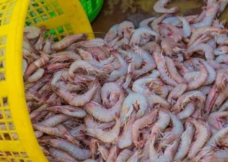 رشد ۱۵۳ درصدی تولید بچه میگو در سیستان‌وبلوچستان‌