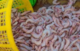 رشد ۱۰۰ درصدی تولید میگو در جنوب سیستان‌وبلوچستان