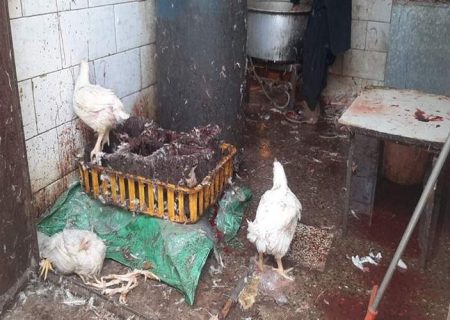 تشدید برخورد با کشتار غیرمجاز مرغ در سیستان‌وبلوچستان