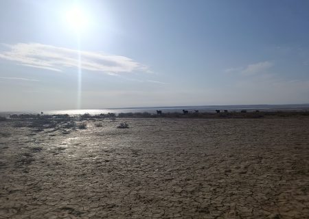 زندگی امیدآفرین عشایر در بستر خشکیده هامون