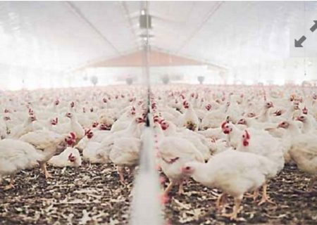 ثبت رکورد جوجه ریزی در سیستان‌وبلوچستان