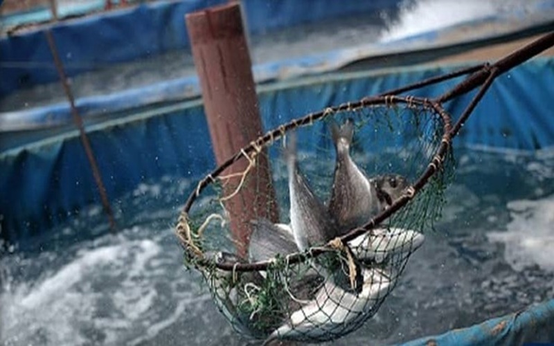 رشد توسعه آبزی پروری در سیستان‌وبلوچستان