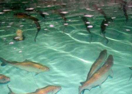 بزرگترین مجموعه مداربسته پرورش ماهی در زابل