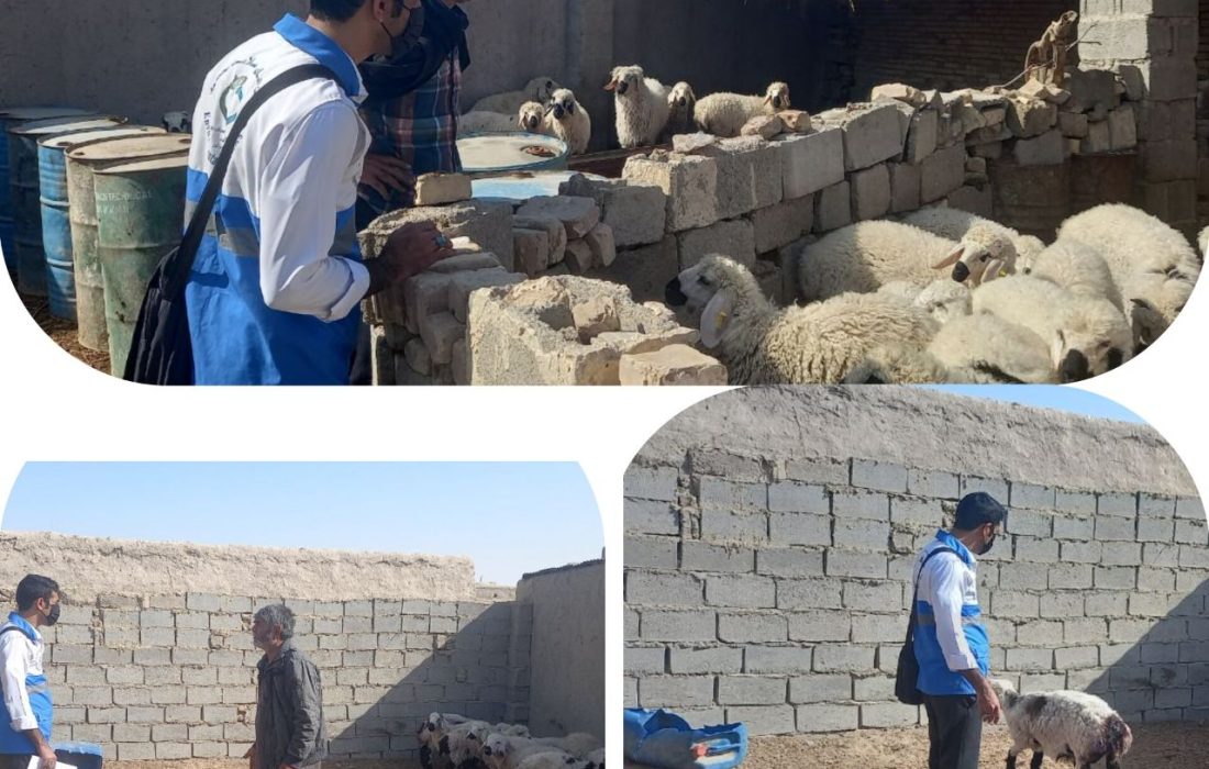 بازدید کارشناسان واحد بهداشت محیط و کار از دامداری‌های سطح هیرمند