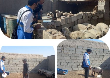 بازدید کارشناسان واحد بهداشت محیط و کار از دامداری‌های سطح هیرمند