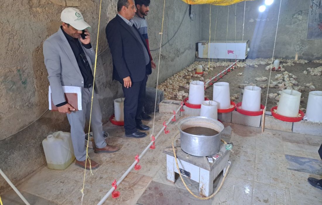 بازدید میدانی از مرغداری‌های سنتی قرقری