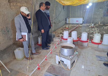 بازدید میدانی از مرغداری‌های سنتی قرقری