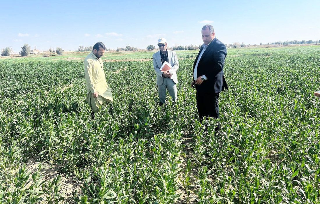 بازدید مزارع تحقیقاتی و گندم بذری هیرمند
