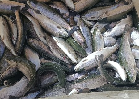 شادی صیادان هیرمند از صید پر برکت