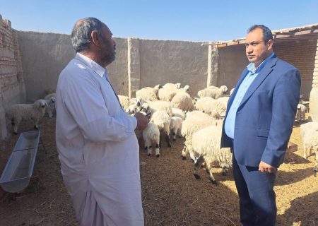 حمایت از دامداران در اولویت جهاد کشاورزی هیرمند