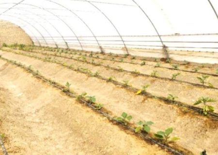 افتتاح ۲۶ گلخانه طرح اشتغال‌زایی در کرباسک زابل