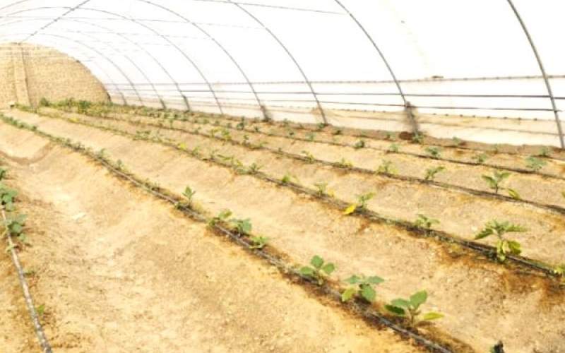 افتتاح ۲۶ گلخانه طرح اشتغال‌زایی در کرباسک زابل