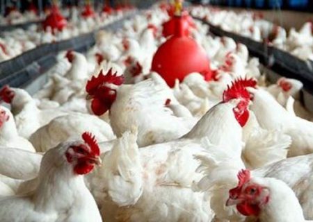 جهش تولید گوشت مرغ در سیستان‌وبلوچستان