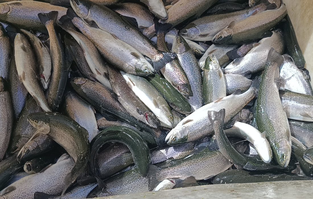 هیرمند، الگویی موفق برای توسعه پایدار آبزی‌پروری