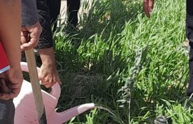 کاشت نهال امید و مقاومت