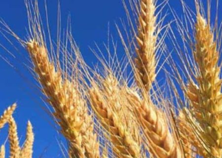 اعلام سهمیه آرد اسفند ماه ۱۴۰۴