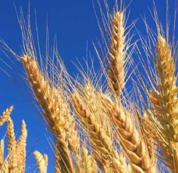 اعلام سهمیه آرد اسفند ماه ۱۴۰۴